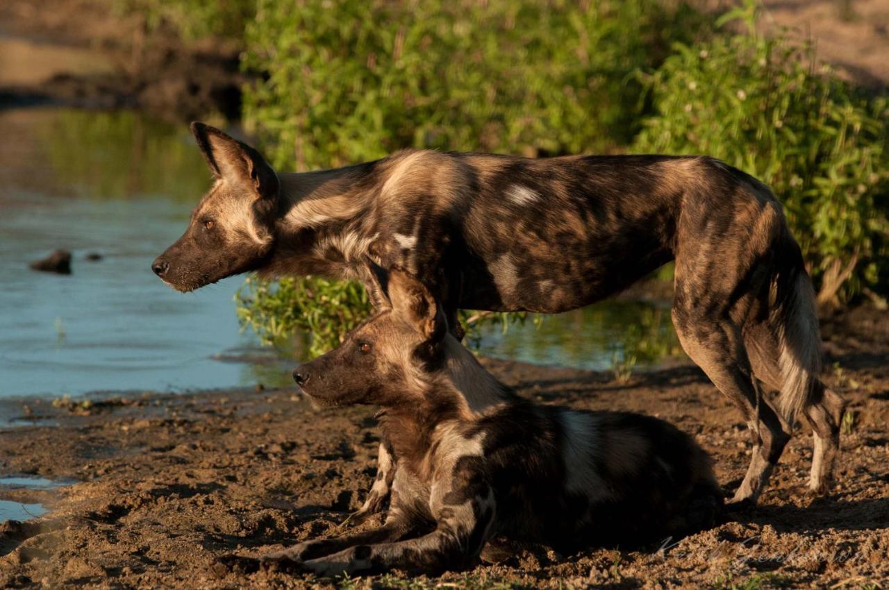 Inyati Game Lodge Sabi Sands viltreservat Exteriör bild