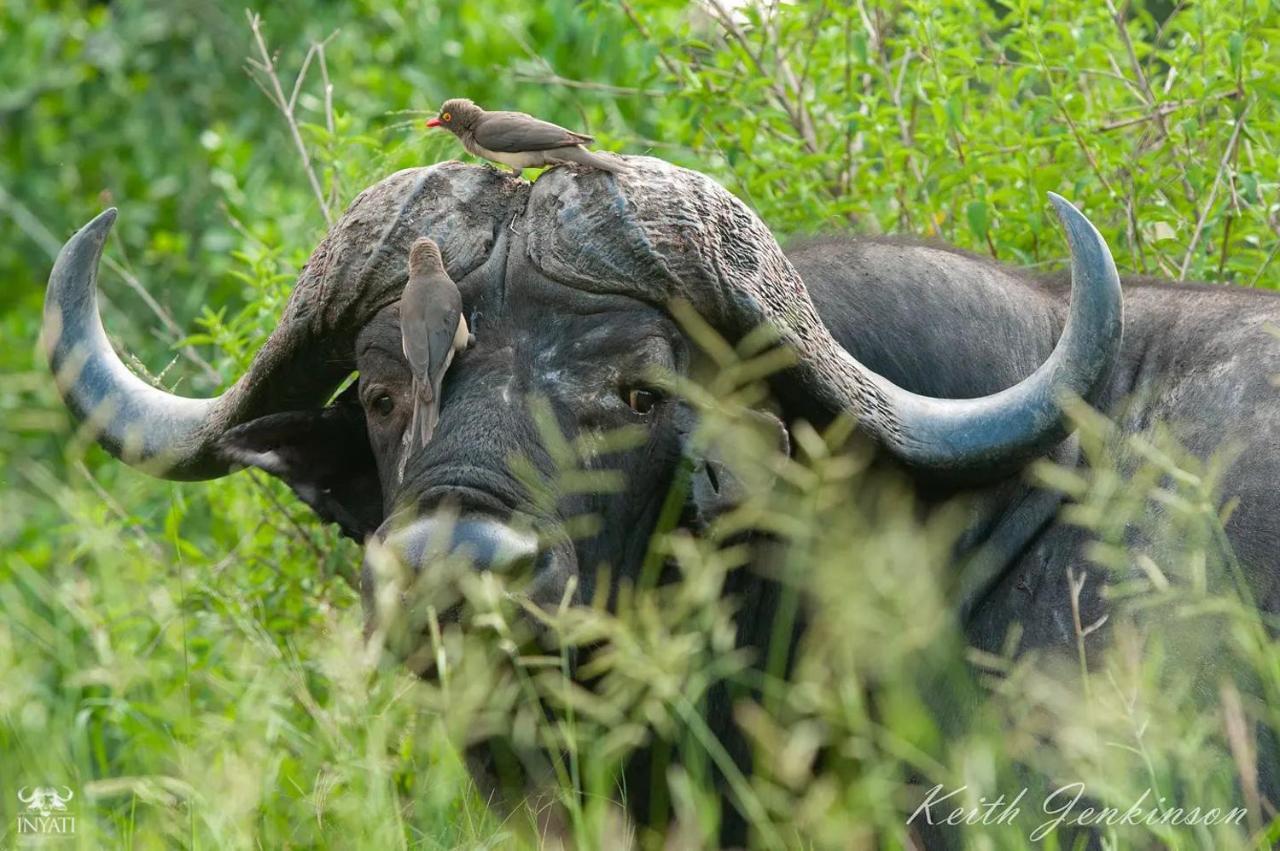 Inyati Game Lodge Sabi Sands viltreservat Exteriör bild
