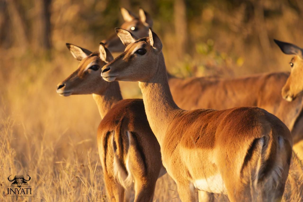 Inyati Game Lodge Sabi Sands viltreservat Exteriör bild